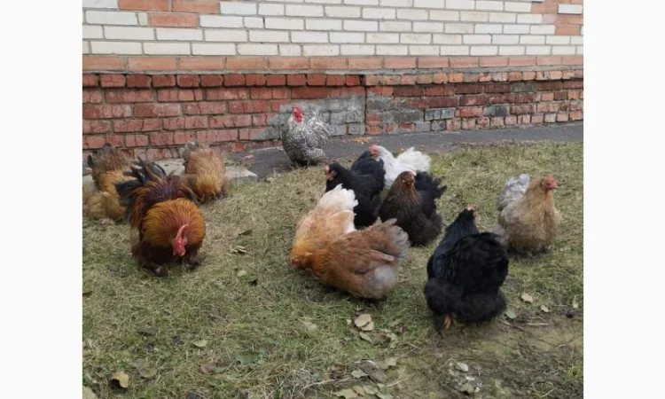 Яйця для інкубацій - фото № 4