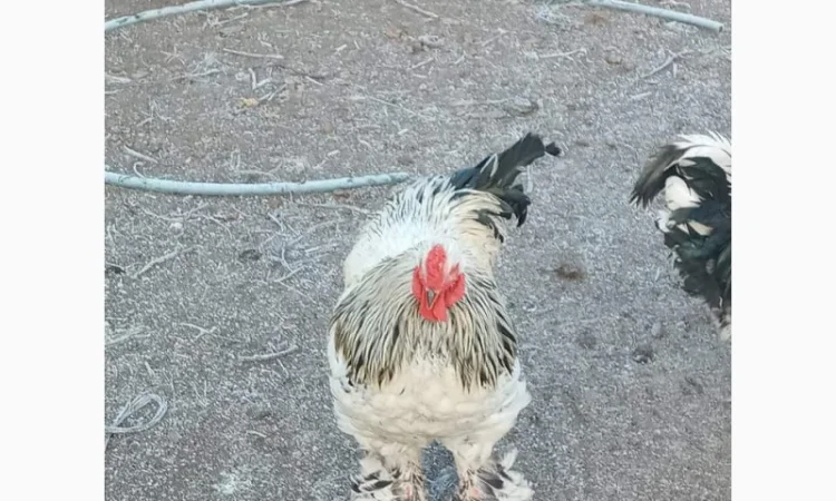 Яйця для інкубацій - фото № 5