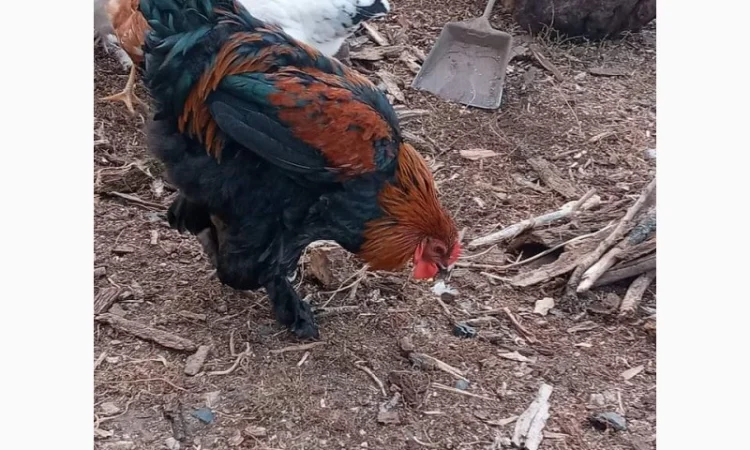 Яйця для інкубацій - фото № 6