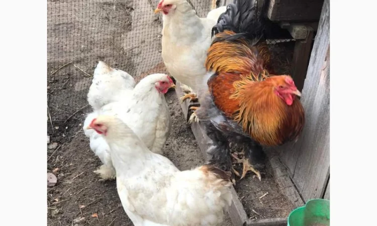 Яйця для інкубацій - фото № 7