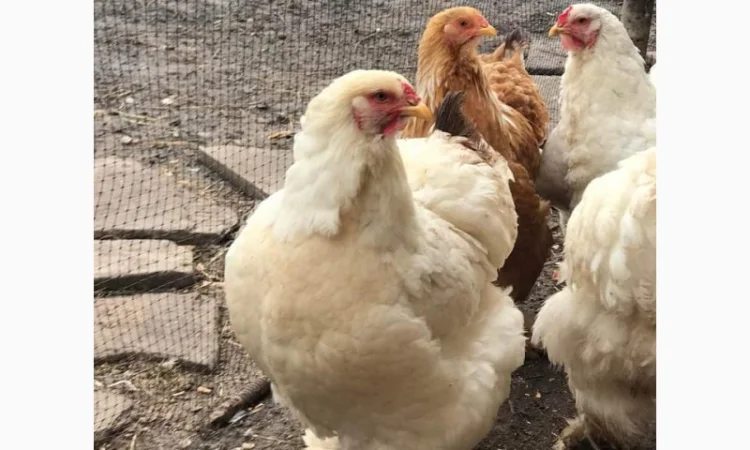 Яйця для інкубацій - фото № 8