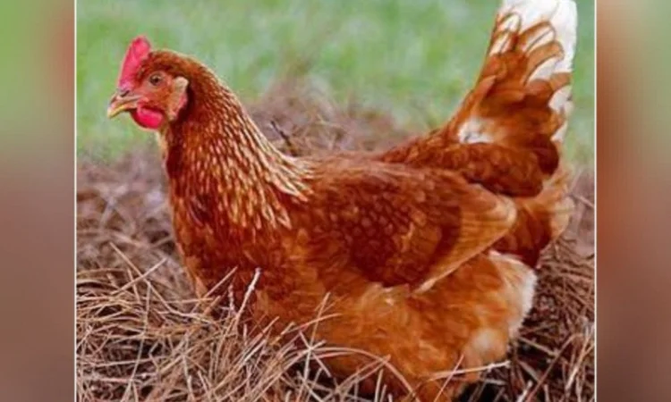 Куры несушки породы Ломанн Браун 4,5 месяца - фото № 1