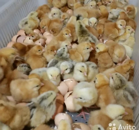 Цыплята бройлеры мясо-яичных пород - фото № 1