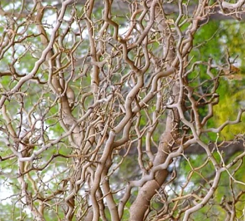 Саженцы звивистой шелковицы Тортуоза - фото № 1