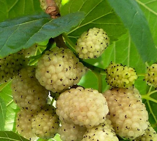 Саджанці шовковиці Біла Медова (привитий) - 2 роки - фото № 1