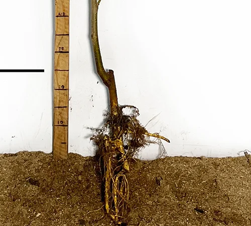 Саджанці шовковиці Біла Медова (привитий) - 2 роки - фото № 3