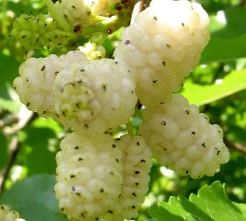 Саджанці шовковиці Біла Леді (привиті) - 2 роки - фото № 1