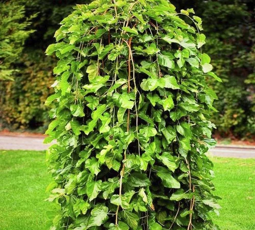 Саженцы плакучей шелковицы на штамбе Шепит Ветра - фото № 1