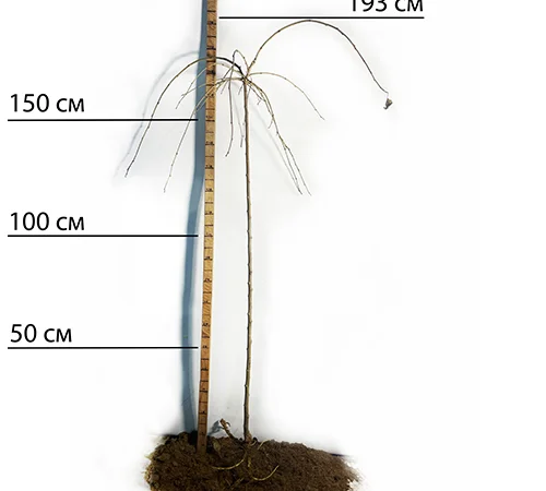 Саженцы плакучей шелковицы на штамбе Шепит Ветра - фото № 2