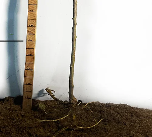 Саженцы плакучей шелковицы на штамбе Шепит Ветра - фото № 3