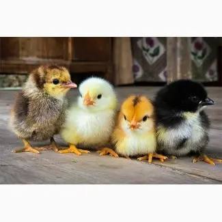 Продам Цыплят мясо яичной породы 04/26г - фото № 1