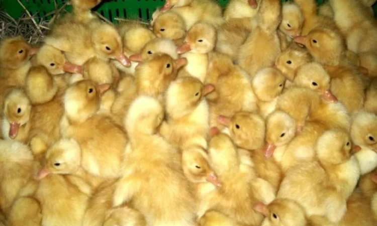 Продажа цыплят мясо-яичной породы - фото № 2