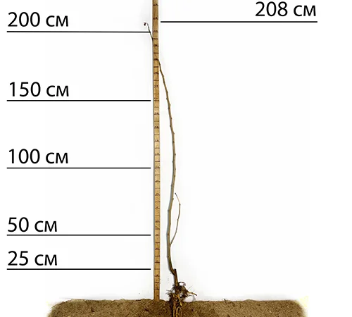 Саженцы шелковицы Шелли - 2-летние (привитые) - фото № 2
