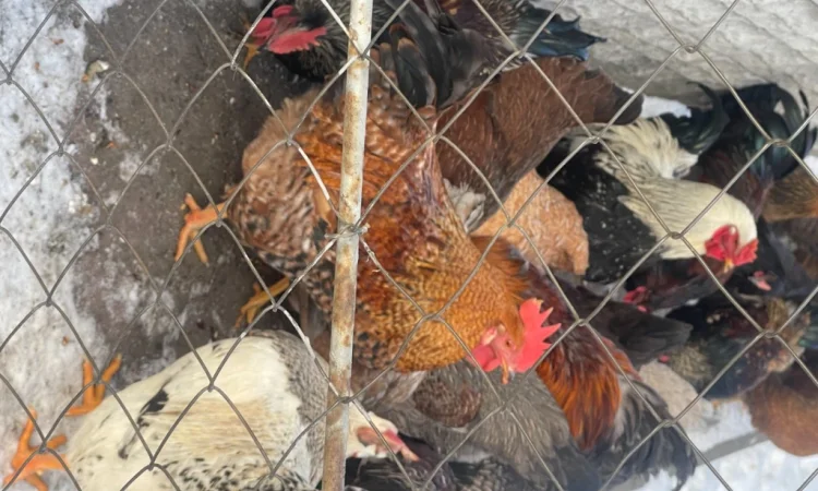 Продаются петухи мясояичной породы по 400 гривен - фото № 3