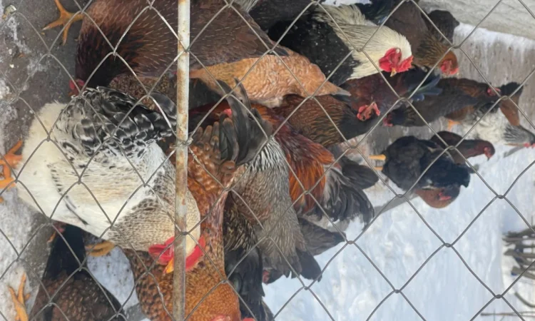 Продаются петухи мясояичной породы по 400 гривен - фото № 4