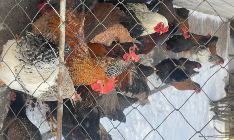 Продаются петухи мясояичной породы по 400 гривен - фото № 5