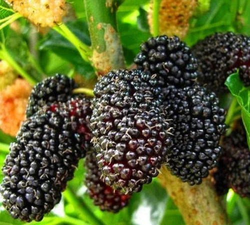 Саженцы шелковицы Шелли - 1 год (привитые) - фото № 2