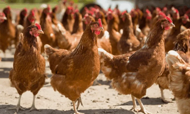 Пропонуються кури яєчного напрямку - фото № 1