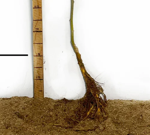 Саджанці шовковиці Галіція (привиті) - 1 рік - фото № 1