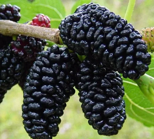 Саджанці шовковиці Галіція (привиті) - 1 рік - фото № 2