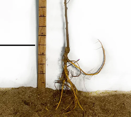 Саджанці шовковиці Галіція - 2 роки - фото № 1