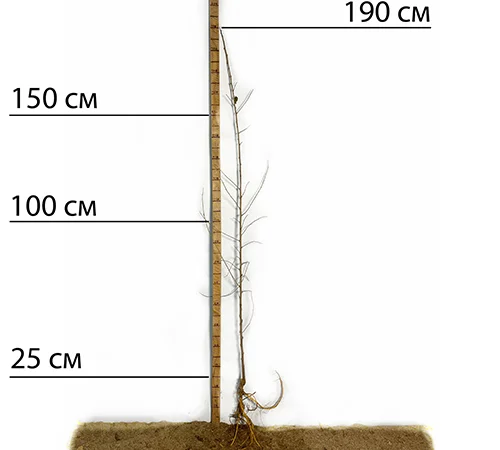 Саджанці шовковиці Галіція - 2 роки - фото № 3