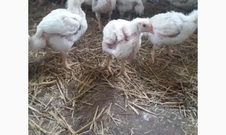 Продаются бройлеры весом 1200 г по 130 грн - фото № 1