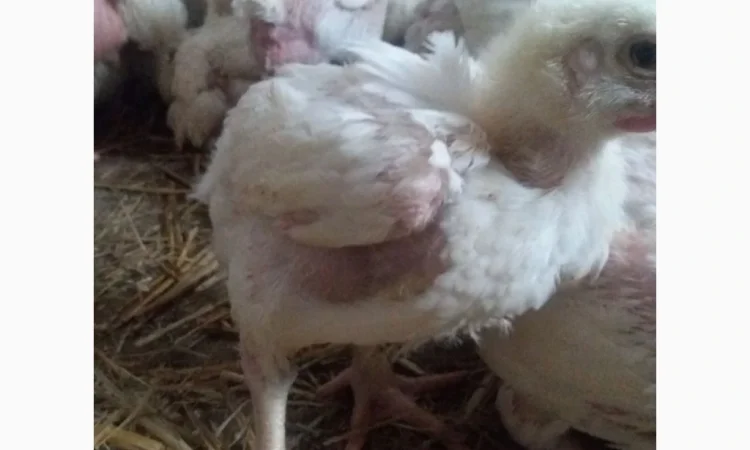 Продаются бройлеры весом 1200 г по 130 грн - фото № 2