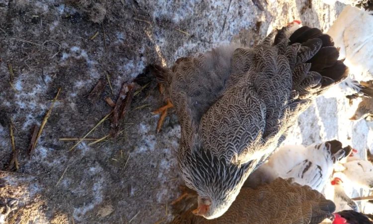 Продаются курицы породы брама темная курипчастая - фото № 2