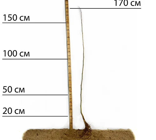 Саженцы шелковицы Виктория (привитые) - 1 год - фото № 3