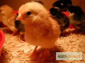 Продам Несушек - фото № 1