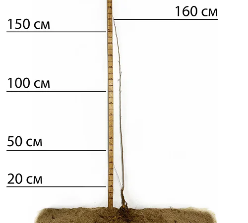 Саженцы шелковицы Виктория - 1 год - фото № 1