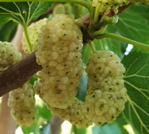 Саженцы шелковицы Виктория - 1 год - фото № 3