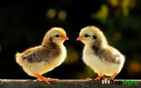 Продаются мясояичные курчата разных кроссов - фото № 1