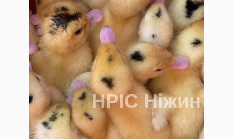 Оптовая доставка суточных бройлеров - фото № 5