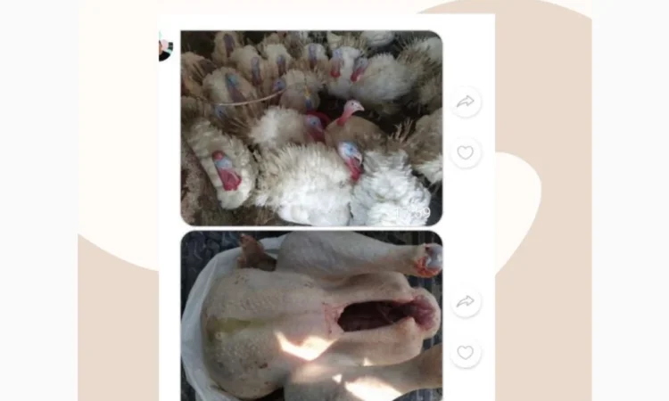 Оптовая доставка суточных бройлеров - фото № 6