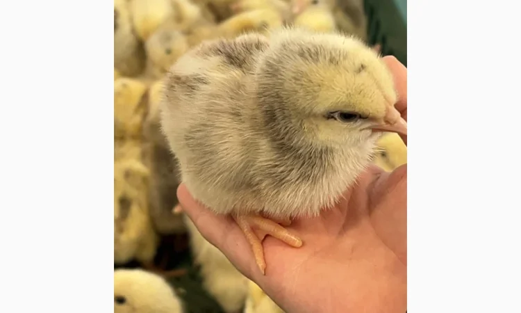 Оптовая доставка суточных бройлеров - фото № 7