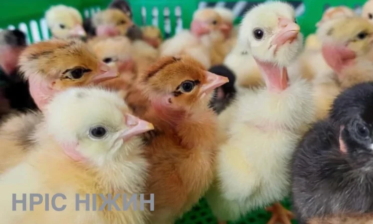 Продается суточный бройлер в Николаеве - фото № 1