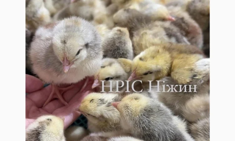 Продается суточный бройлер в Николаеве - фото № 2