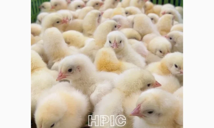 Продается суточный бройлер в Николаеве - фото № 3