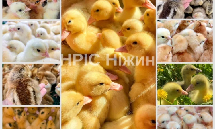 Продается суточный бройлер в Николаеве - фото № 4