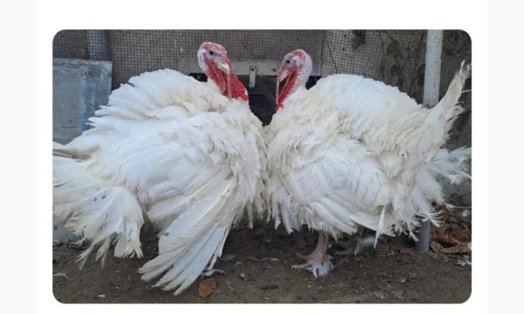 Продается суточный бройлер в Николаеве - фото № 5