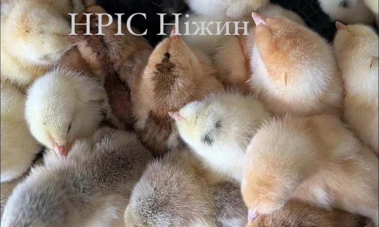 Продается суточный бройлер в Николаеве - фото № 6