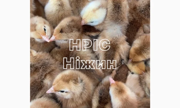 Продается суточный бройлер в Николаеве - фото № 7