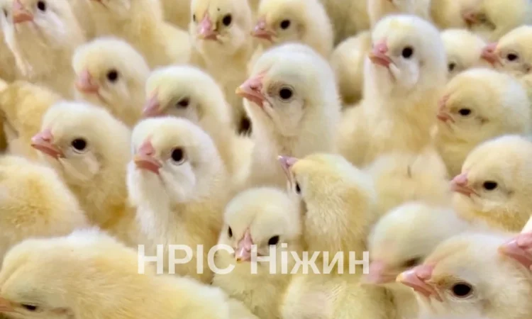 Бройлеры: ассортимент и график поставок - фото № 1