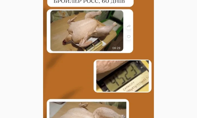 Бройлеры: ассортимент и график поставок - фото № 2