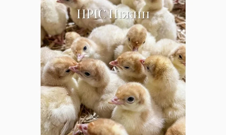 Бройлеры: ассортимент и график поставок - фото № 3