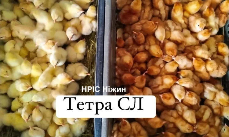 Бройлеры: ассортимент и график поставок - фото № 4