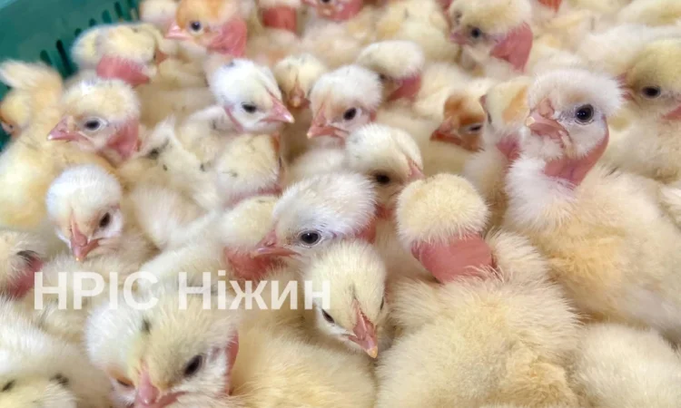 Бройлеры: ассортимент и график поставок - фото № 6