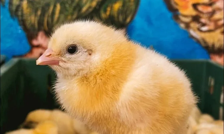 Добові бройлери у продажу - фото № 1